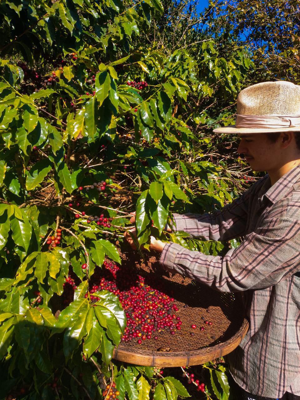 Café especial Sitio Imperial da Serra Frutas Silvestres 250g