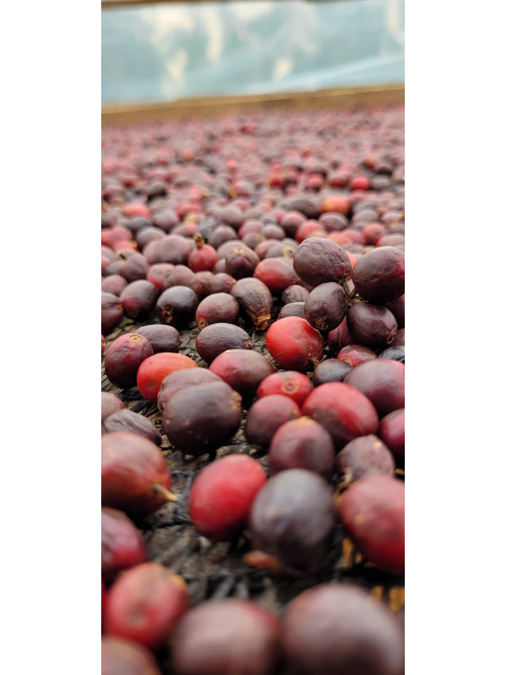Café Especial Moído 250g: Torta de Cereja, Chocolate e Pimenta Rosa