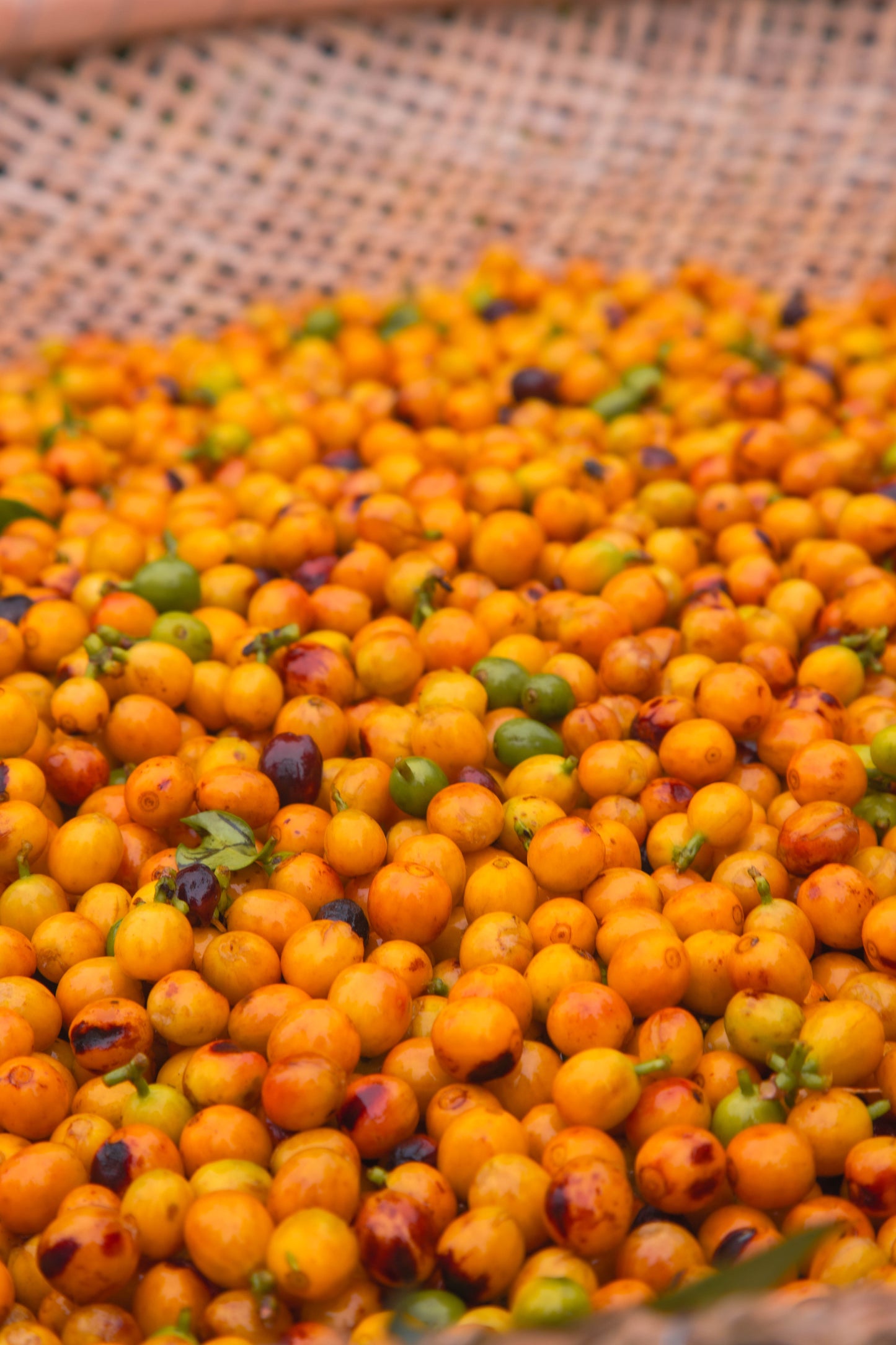 Café Gourmet em Grãos Arabel's Coffee - Pacote de 500g