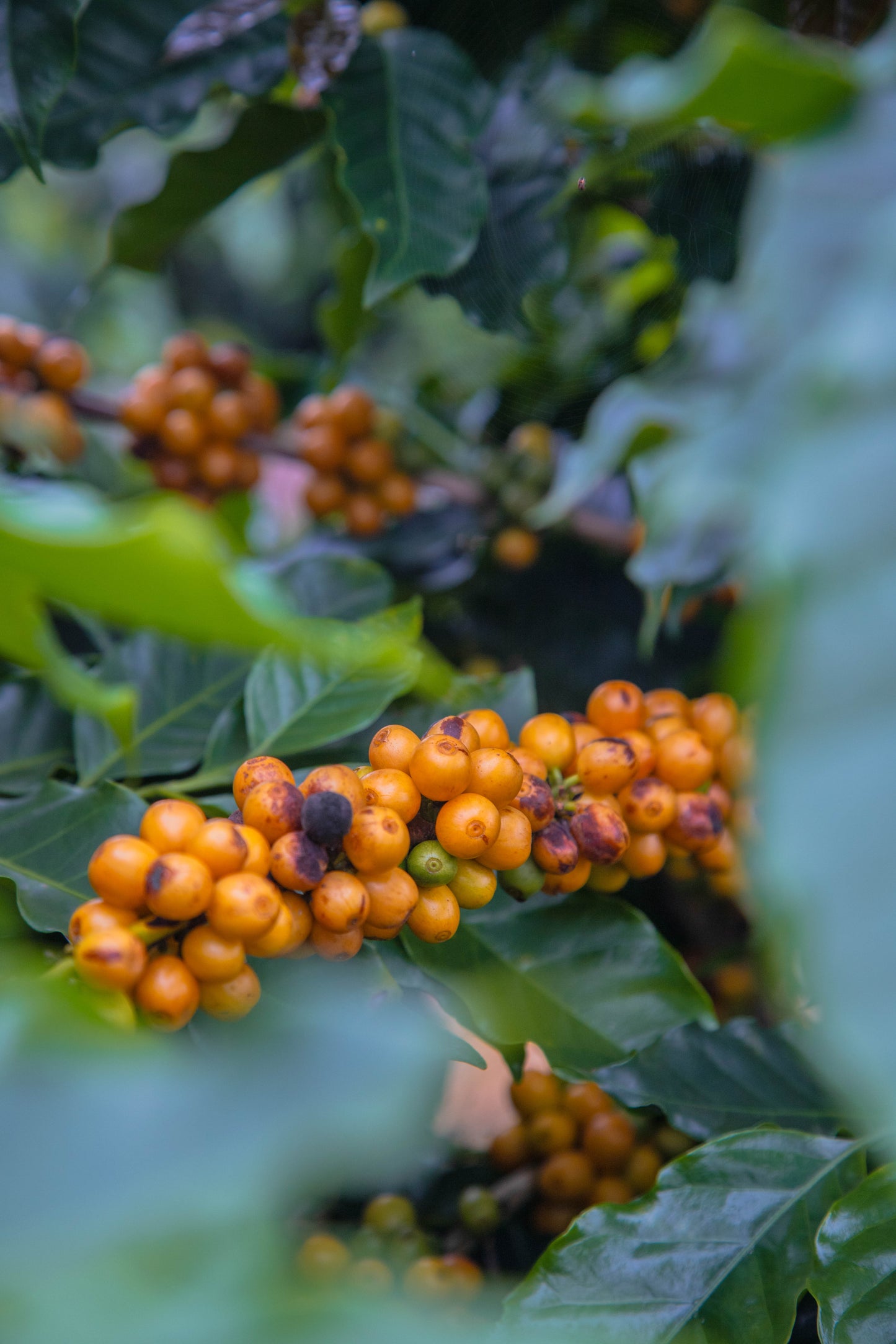 Café Gourmet em Grãos Arabel's Coffee - Pacote de 500g