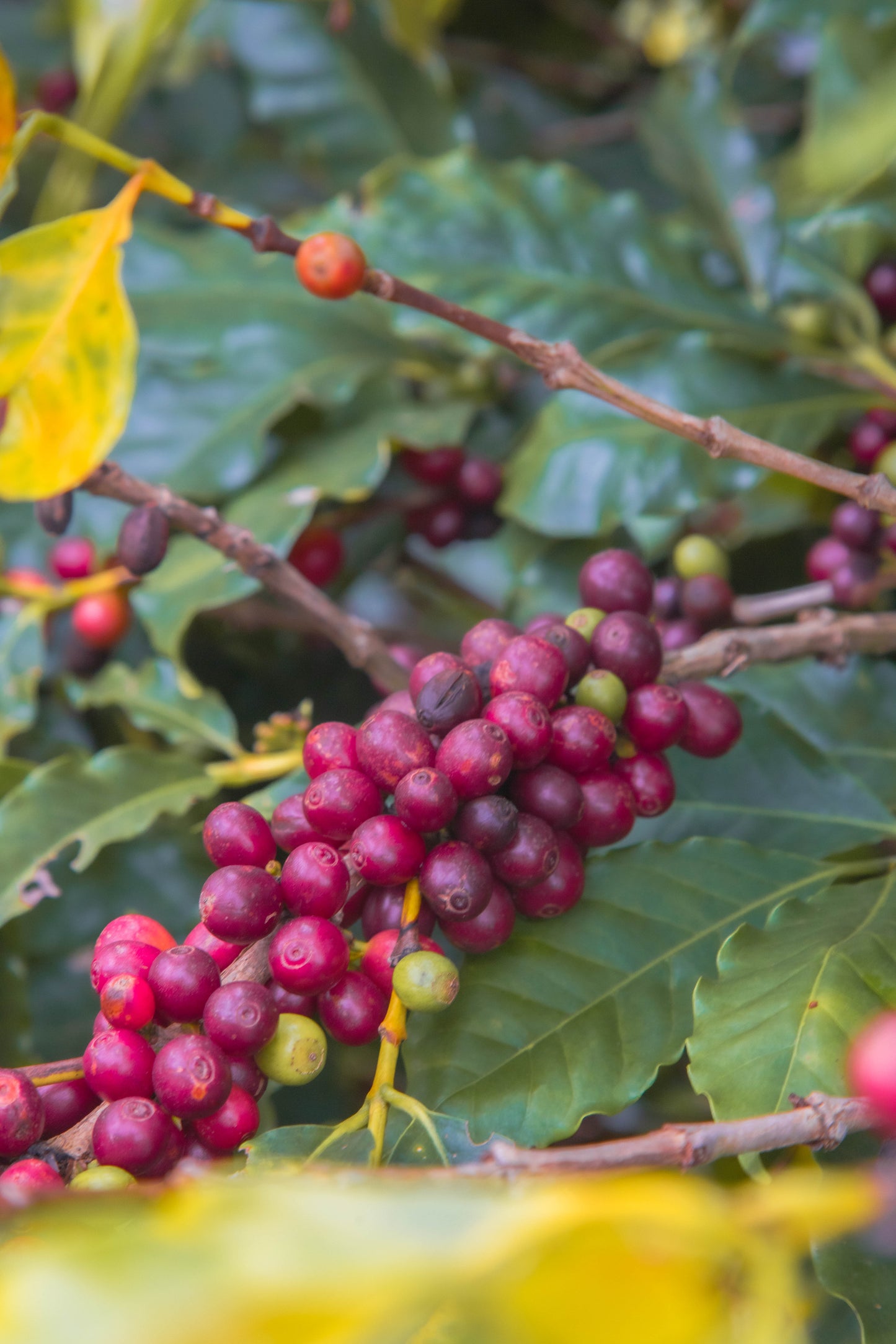 Especial Torta de Cereja, Chocolate e Pimenta Rosa: Café em Grão 250g