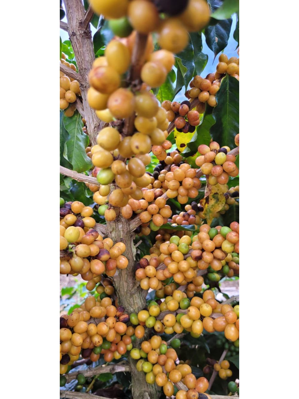 Café Moído 250g | Notas Sensoriais de Chocolate e Melaço