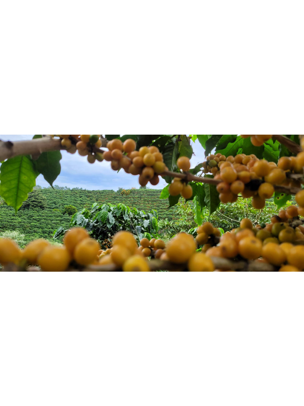 Café em Grão 250g | Notas Sensoriais de Chocolate e Melaço