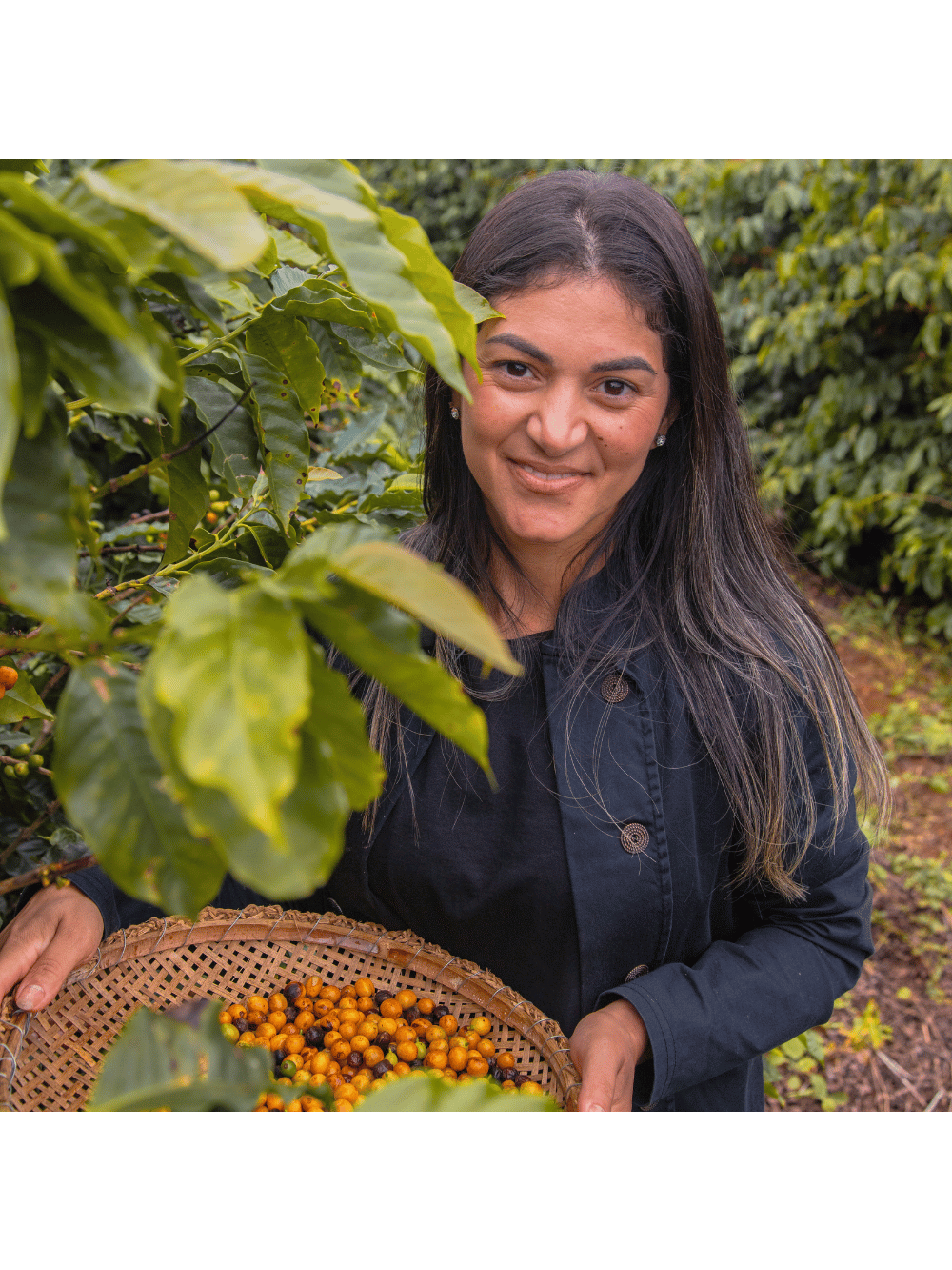 Café Espresso em Grãos Arabel's Coffee