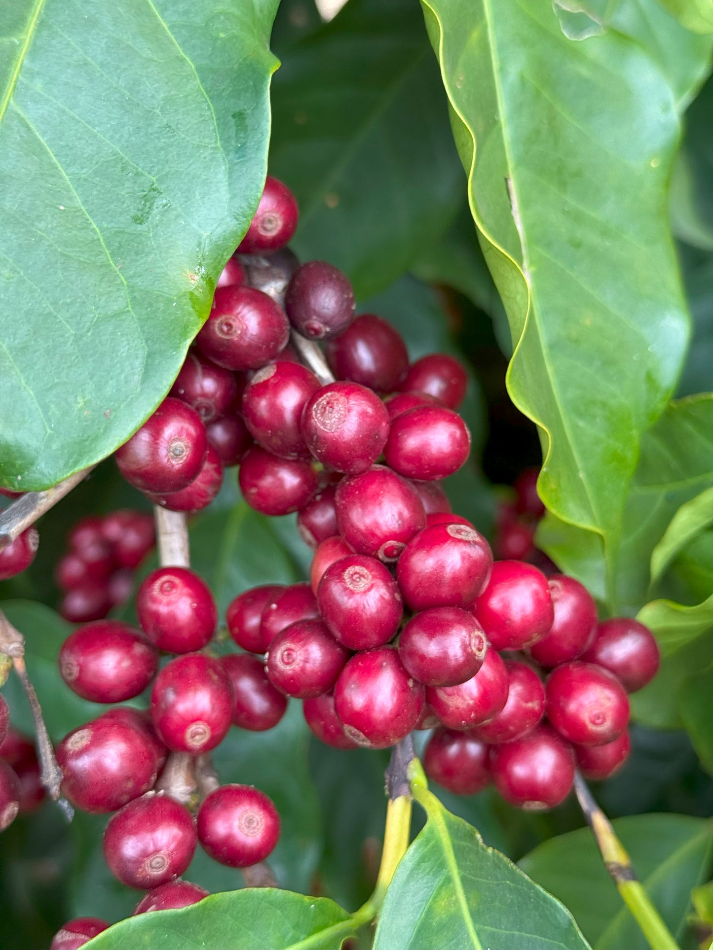 Café Bazilli Torrado em Grãos 250g
