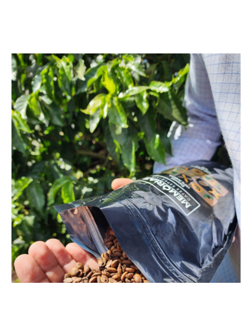 Memórias Cafés Especiais Kit 6 Café Especial Grãos 3 Kg