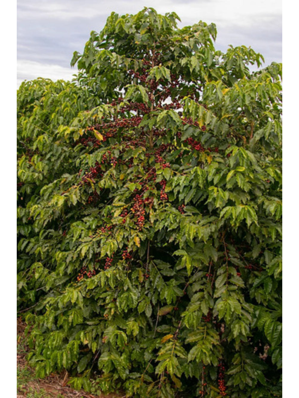 Especiarias Café Especial 87 Pontos 500g (100% Moca)