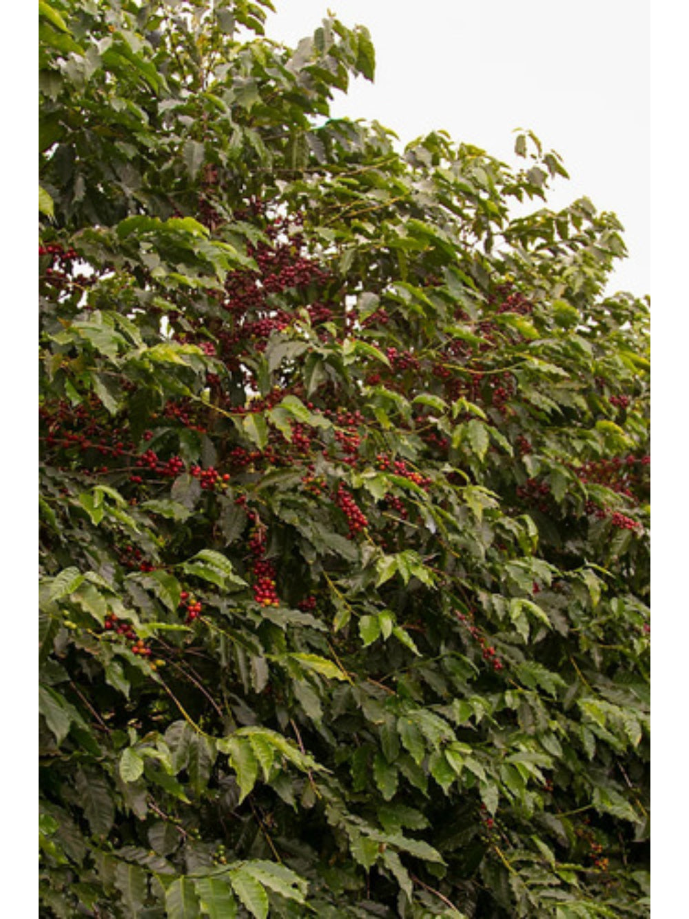 Especiarias Café Especial 87 Pontos 500g (100% Moca)