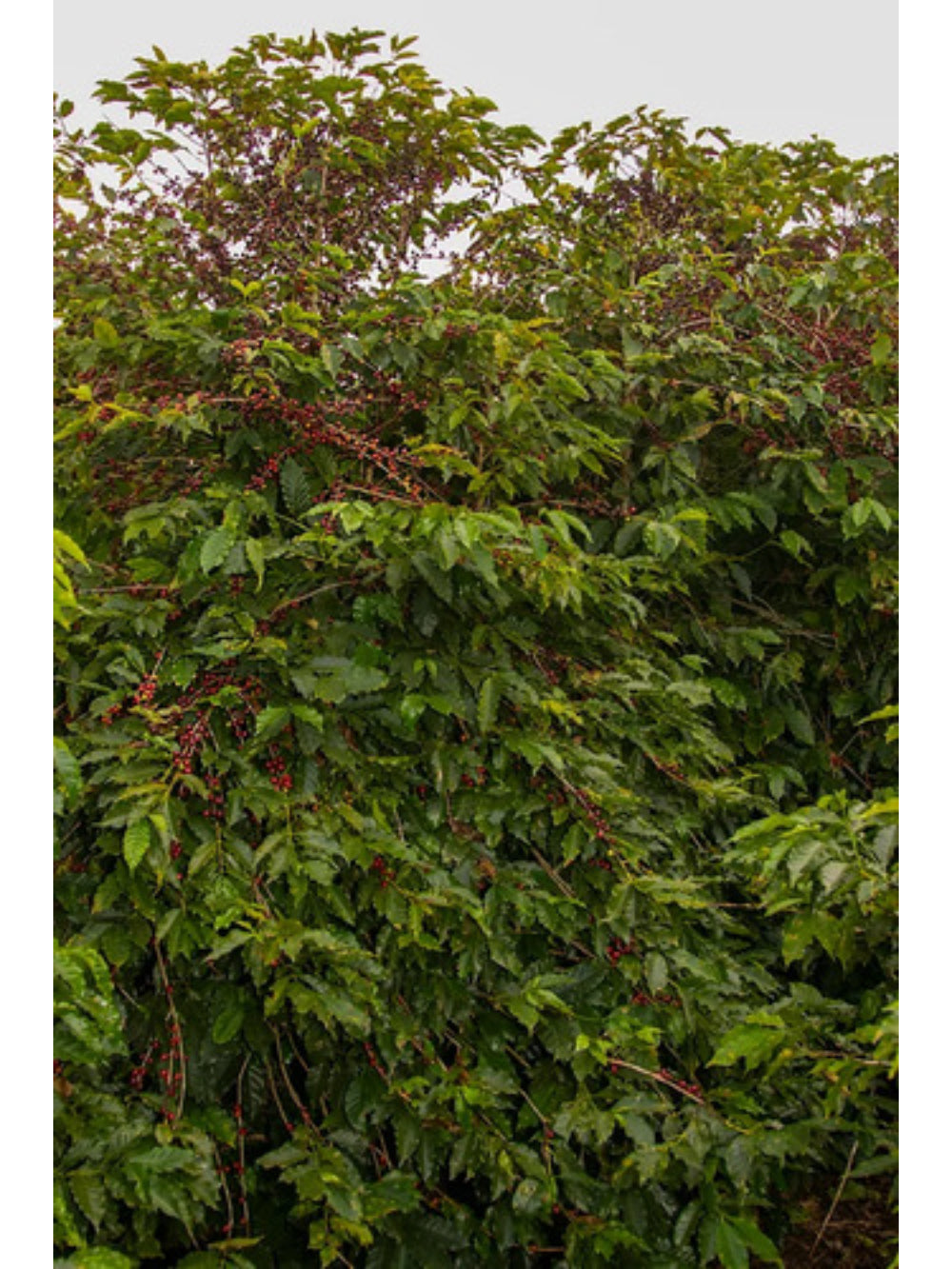 Especiarias Café Especial 87 Pontos 500g (100% Moca)