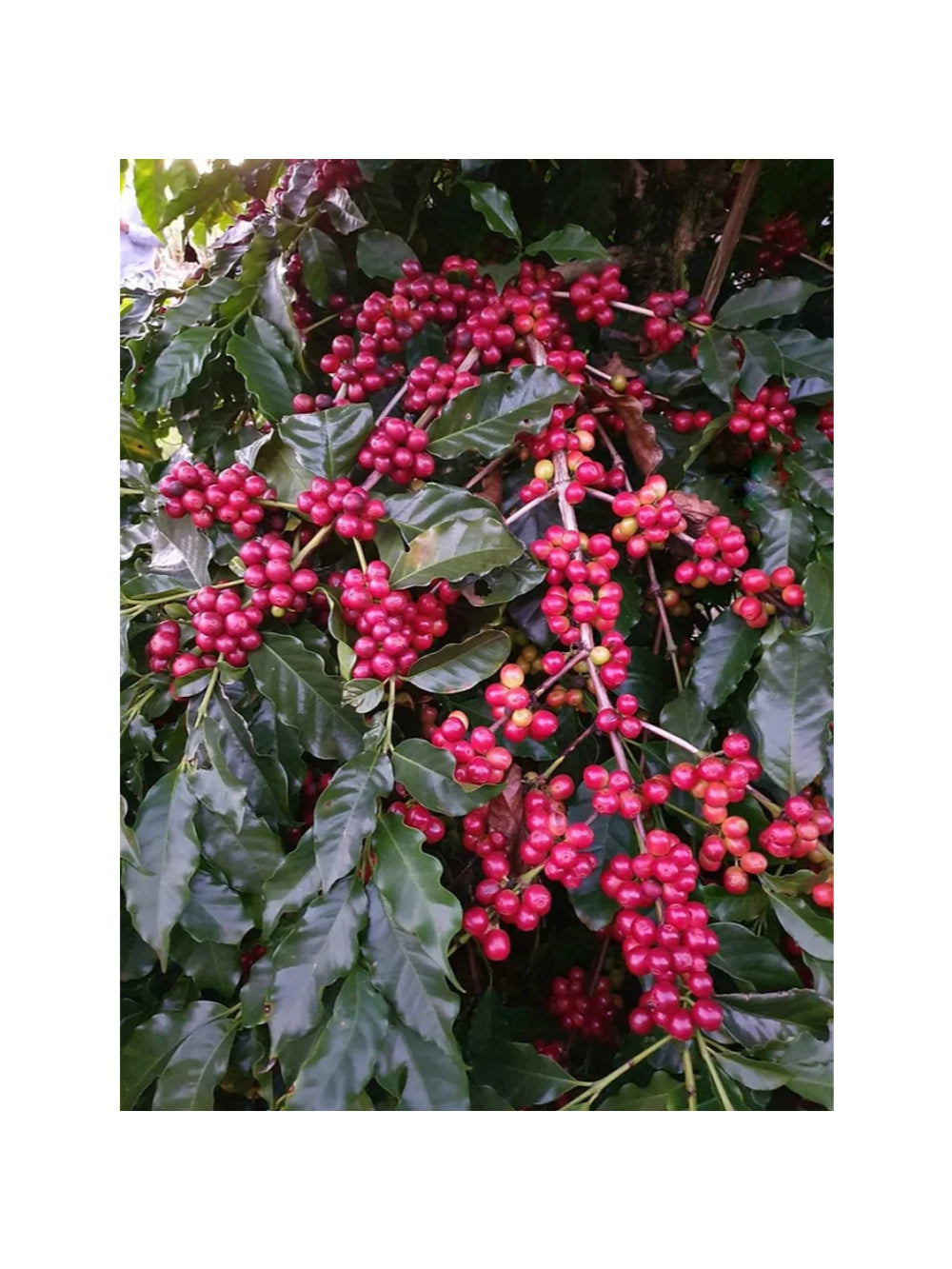 Especiarias Café Especial 87 Pontos 500g (100% Moca)