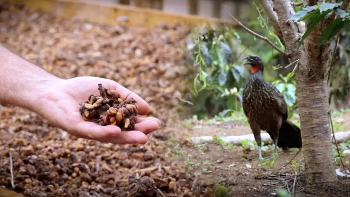 Rīga Jacu Bird 100 G