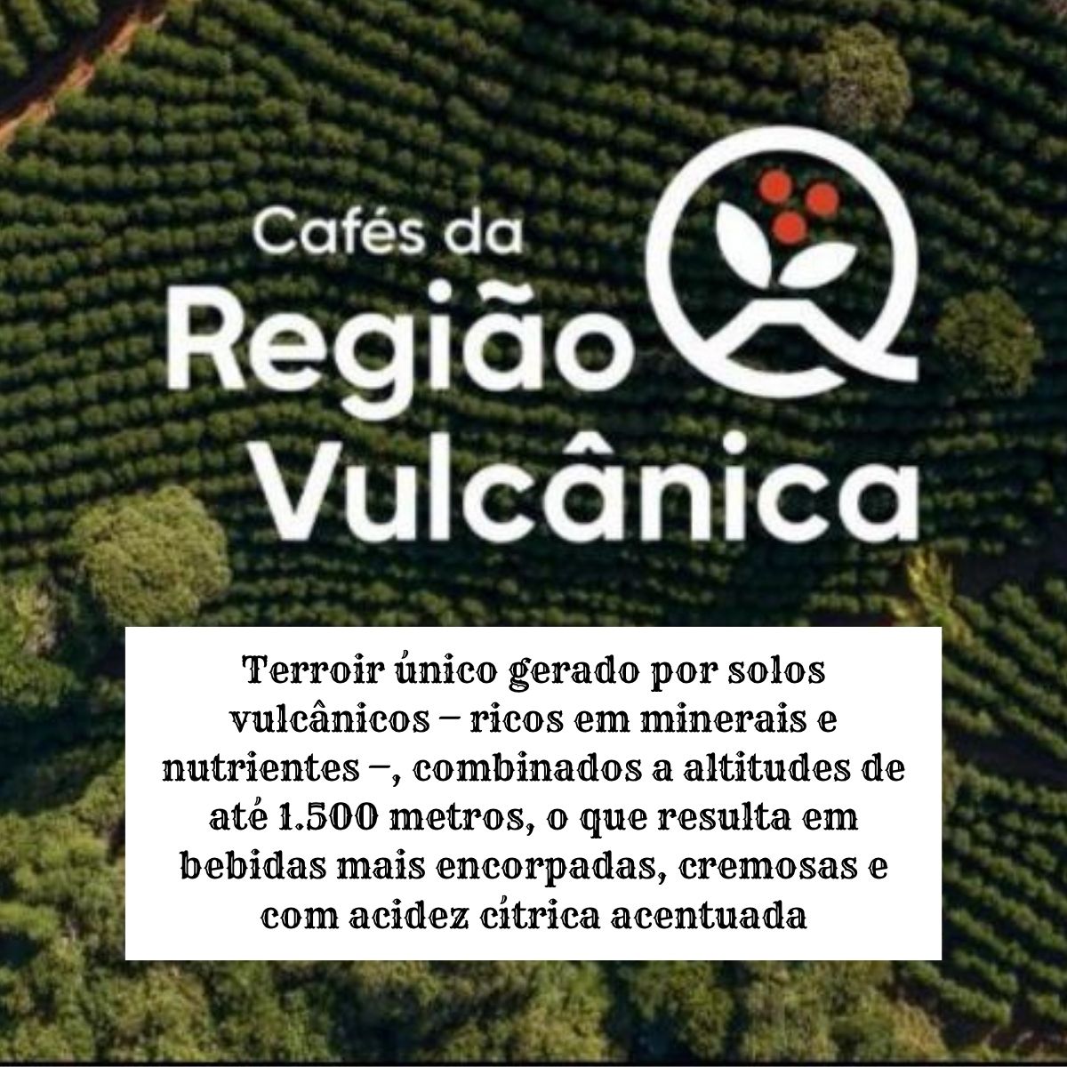 Café Especial Magma Caldo de Cana Grãos 250g 100% Arábica