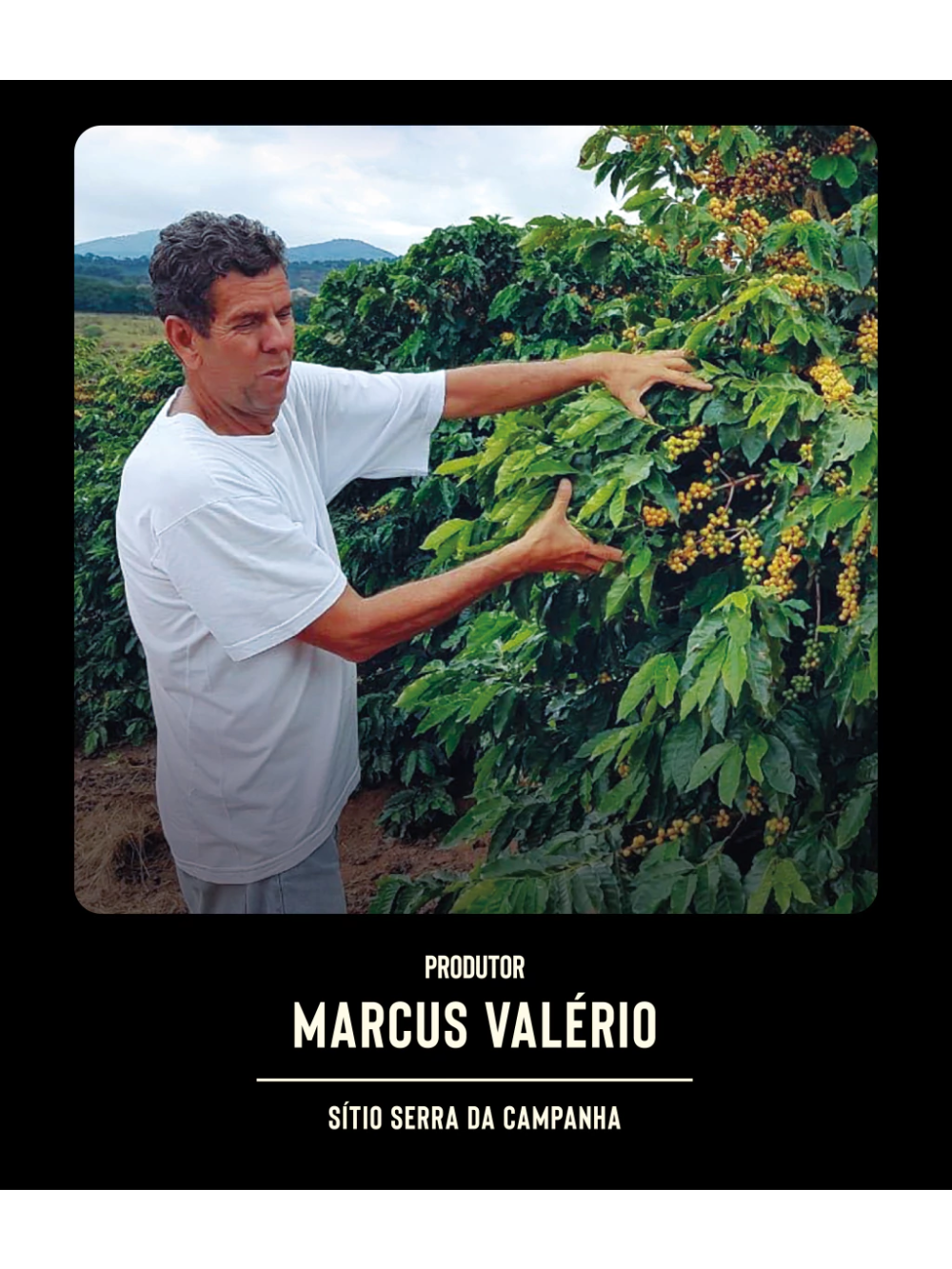 Catucaí 785 15 Natural  Sítio Serra da Campanha 250gr