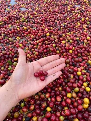 Café Dutchello Frutas Vermelhas 250g