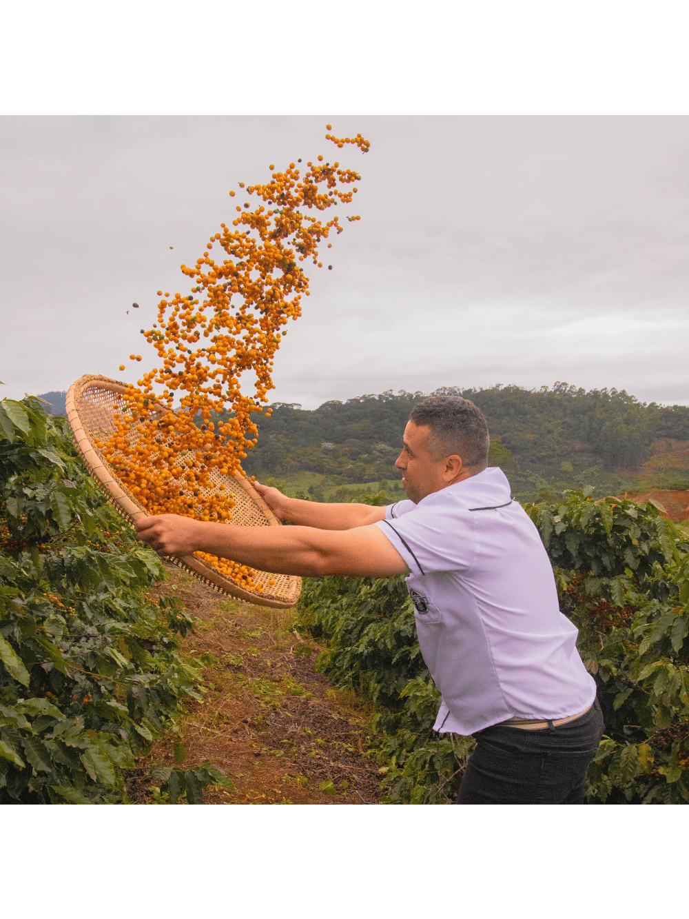 Café Especial em Grãos: Frutas Vermelhas e Figo em Caldas