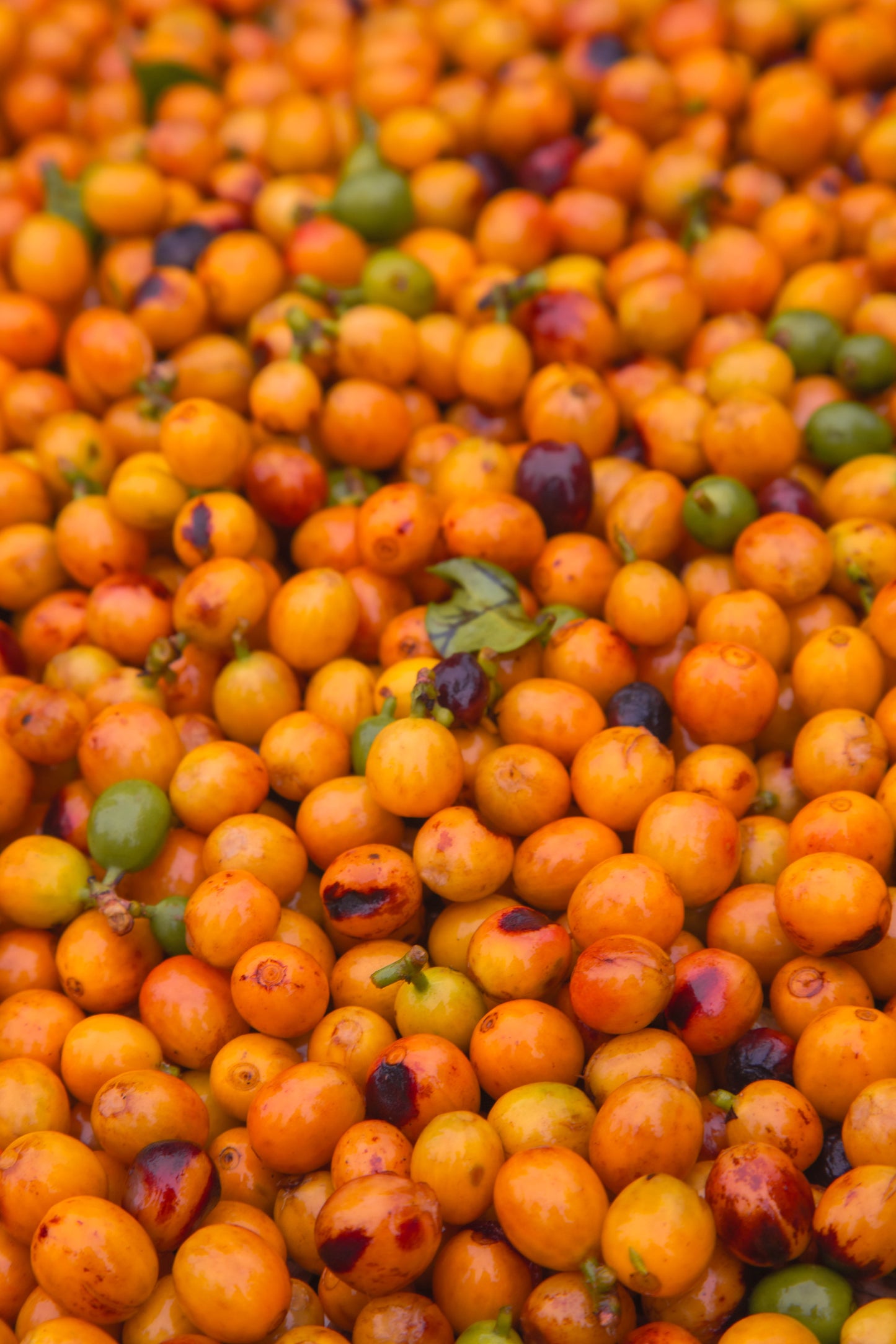 Café Gourmet Moído Arabel's Coffee - Pacote de 500g