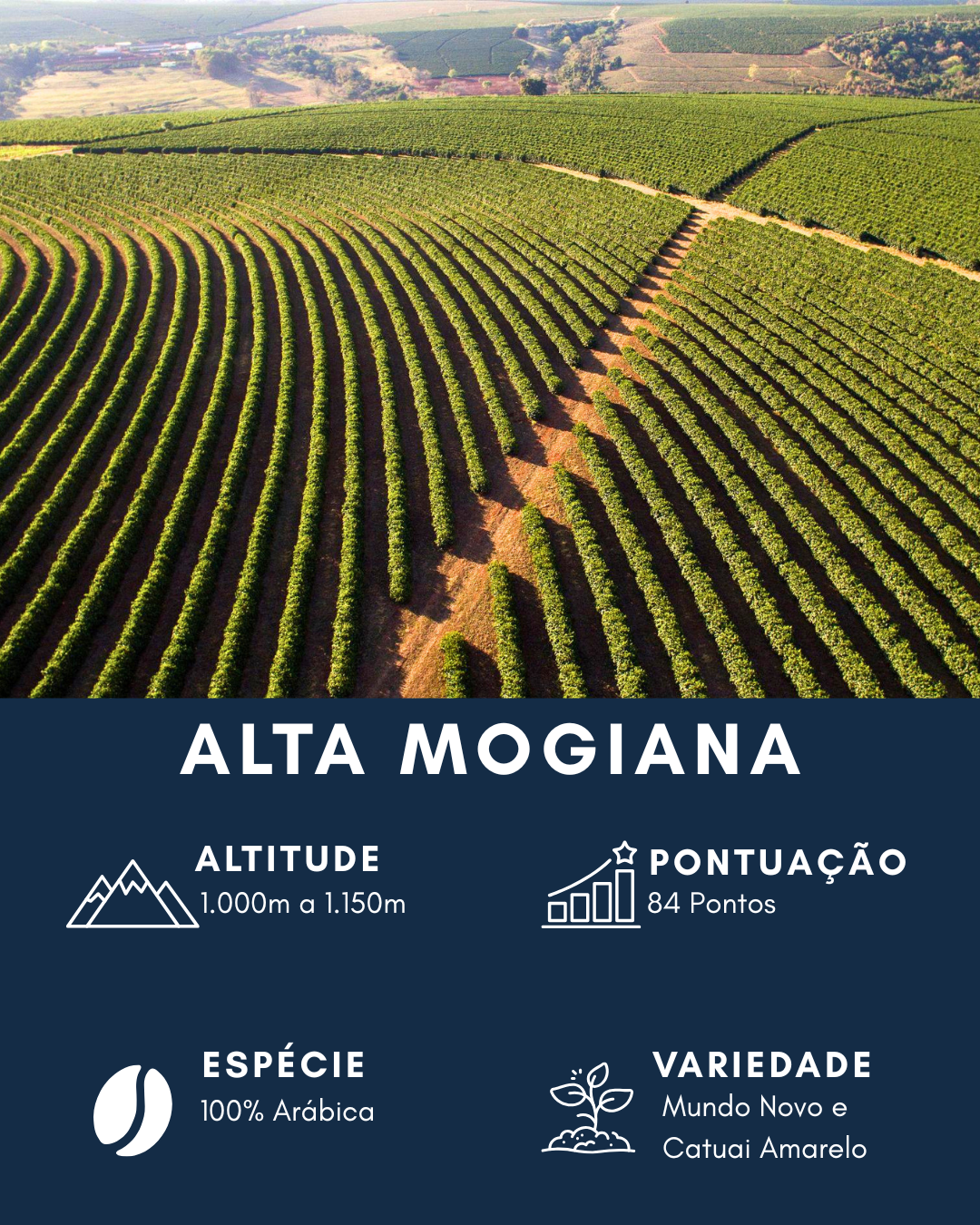Café Especial Torrado em Grãos 100% Arábica 84+ Pontos 1,25kg | Casquet Boia Alta Mogiana